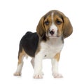 Puppy Beagle