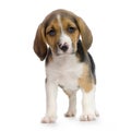 Puppy Beagle