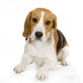 Puppy beagle Royalty Free Stock Photo