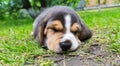 Beagle puppy sleeping in the grass