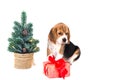 Puppy beagle near Christmas tree with pink box Royalty Free Stock Photo