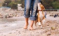 Puppy beagle running near it owner legs