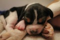 Puppy beagle sleeping besides it`s mom Royalty Free Stock Photo