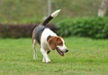 Beagle tri-color dog walking Royalty Free Stock Photo