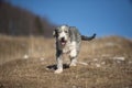 Puppy Bearded Collie Royalty Free Stock Photo