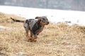 Puppy of Beauce shepherd dog Royalty Free Stock Photo