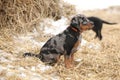 Puppy of Beauce shepherd dog Royalty Free Stock Photo