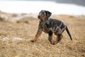 Puppy of Beauce shepherd dog Royalty Free Stock Photo