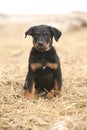 Puppy of Beauce shepherd dog Royalty Free Stock Photo