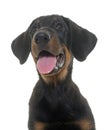 Puppy beauceron in studio Royalty Free Stock Photo