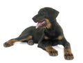 Puppy beauceron in studio Royalty Free Stock Photo
