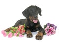 Puppy beauceron in studio Royalty Free Stock Photo