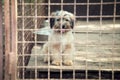 Puppy behind fence Royalty Free Stock Photo