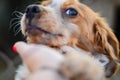 Puppy behind a fence. Royalty Free Stock Photo