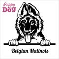 Puppy Belgian Malinois - Peeking Dogs - breed face head isolated on white
