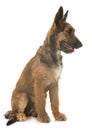 Puppy belgian shepherd laekenois Royalty Free Stock Photo
