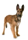 Puppy belgian shepherd laekenois Royalty Free Stock Photo