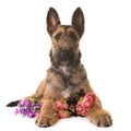 Puppy belgian shepherd laekenois Royalty Free Stock Photo
