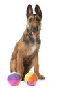 Puppy belgian shepherd laekenois Royalty Free Stock Photo