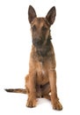Puppy belgian shepherd laekenois Royalty Free Stock Photo
