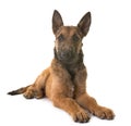 Puppy belgian shepherd laekenois Royalty Free Stock Photo