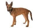 Puppy belgian shepherd laekenois Royalty Free Stock Photo