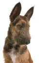 Puppy belgian shepherd laekenois Royalty Free Stock Photo