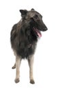 Puppy Belgian Tervuren (2 years old) Royalty Free Stock Photo