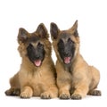 Puppy Belgian Tervuren Royalty Free Stock Photo