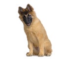 Puppy Belgian Tervuren Royalty Free Stock Photo