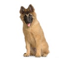 Puppy Belgian Tervuren Royalty Free Stock Photo