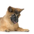 Puppy Belgian Tervuren Royalty Free Stock Photo