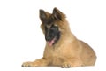 Puppy Belgian Tervuren Royalty Free Stock Photo