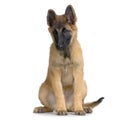 Puppy Belgian Tervuren Royalty Free Stock Photo