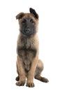 Puppy Belgian Tervuren (3 months) Royalty Free Stock Photo