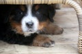 Puppy Bernese Mountain Dog