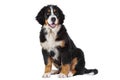 Puppy bernese mountain dog Royalty Free Stock Photo