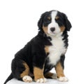 Puppy Bernese mountain dog Royalty Free Stock Photo