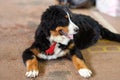 The puppy of bernese mountain dog breed lais on the floor. Royalty Free Stock Photo