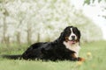 Puppy Bernese mountain dog lay on grass . white trees and white flowers on background