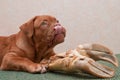 Puppy with a Big Delicious Bone Royalty Free Stock Photo