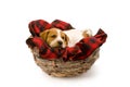 Puppy in bird nest Royalty Free Stock Photo