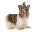 Puppy biro yorkshire terrier Royalty Free Stock Photo