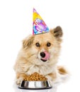 Puppy in birthday hat licks lips near a bowl with dry food. isolated on white background