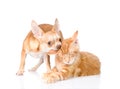 Puppy bites the cat's ear. isolated on white background Royalty Free Stock Photo