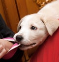 Puppy bites for a sleeve Royalty Free Stock Photo