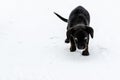 Cowardly puppy walking on snow