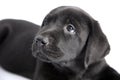 Puppy black dog labrador