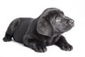 Puppy black dog labrador