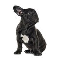 Puppy Black French bulldog sitting and looking away